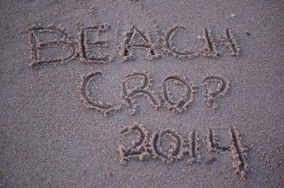 2014 Beach Crop in Sandbridge