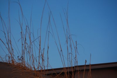 DSC_0050.JPG