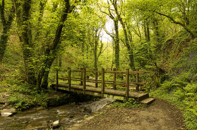 woodland bridge