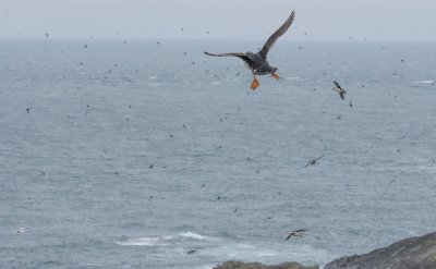 puffins flying