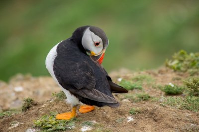 puffin preening