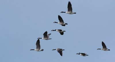 canada geese 