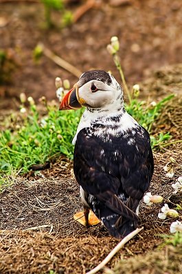 albinistic puffin