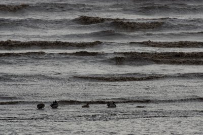 Mallard Ducks by the sea