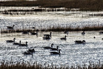 Canada geese early evening