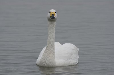 bewicks swan