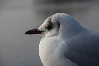 Black headed gull winter plumage