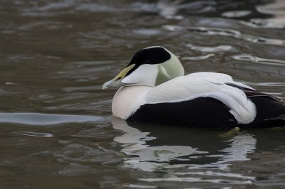 eider duck