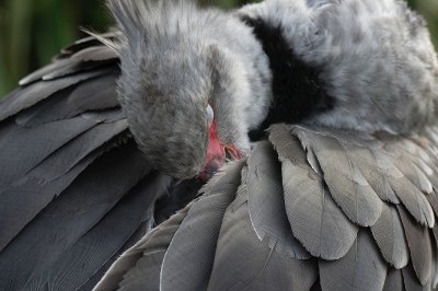 Screamer bird ,preening