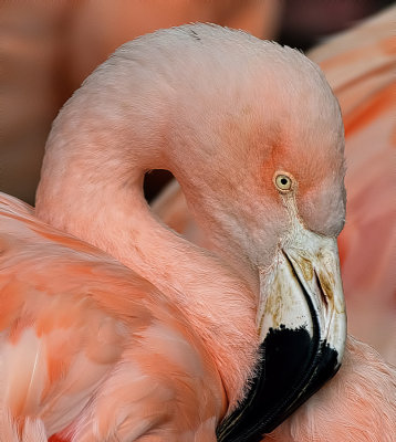 pinkflamingo