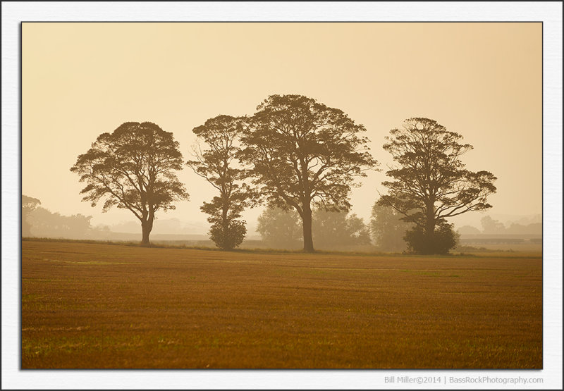 Trees in the Mist