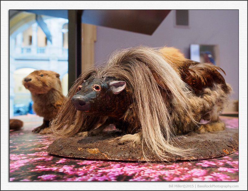 Haggis