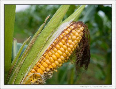 A Corny Picture
