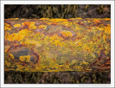 Rust and Lichen