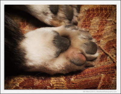 Paws for Thought