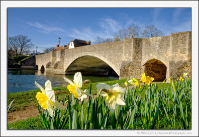Bridge and Daffodils