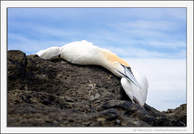 Gone Gannet