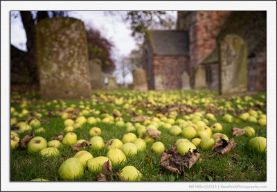 Autumn, Apples and Graves