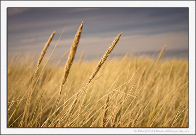 Autumn Dune Grass