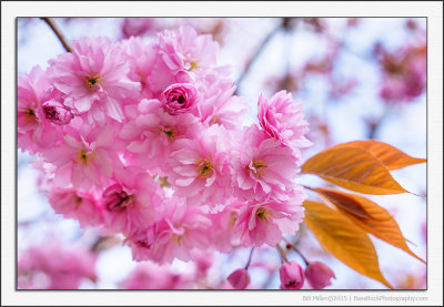 Pretty in Pink