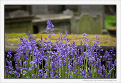 Churchyard Bluebells