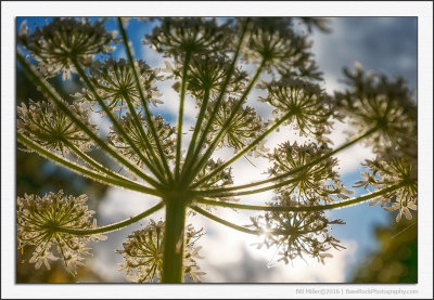 Hogweed