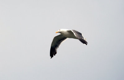 IMG_3437a.jpg
