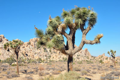 218 Joshua Tree NP.jpg