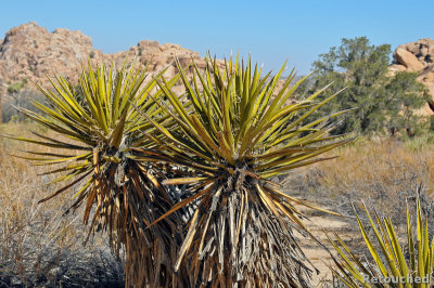 220 Joshua Tree NP.jpg