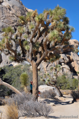 222 Joshua Tree NP.jpg