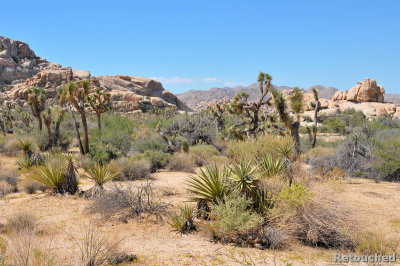 230 Joshua Tree NP.jpg