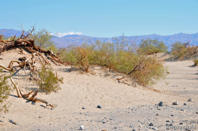 269 Death Valley NP.jpg