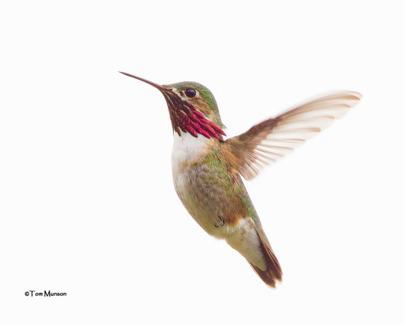 Calliope Hummingbird