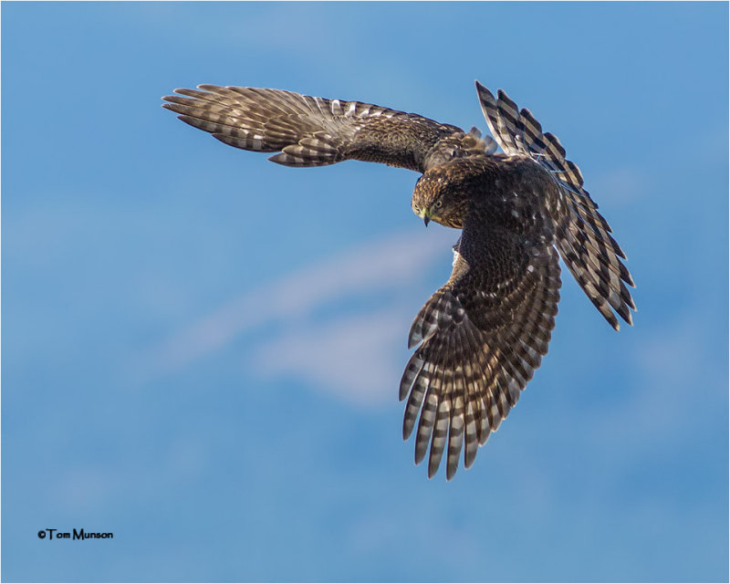 Coopers Hawk