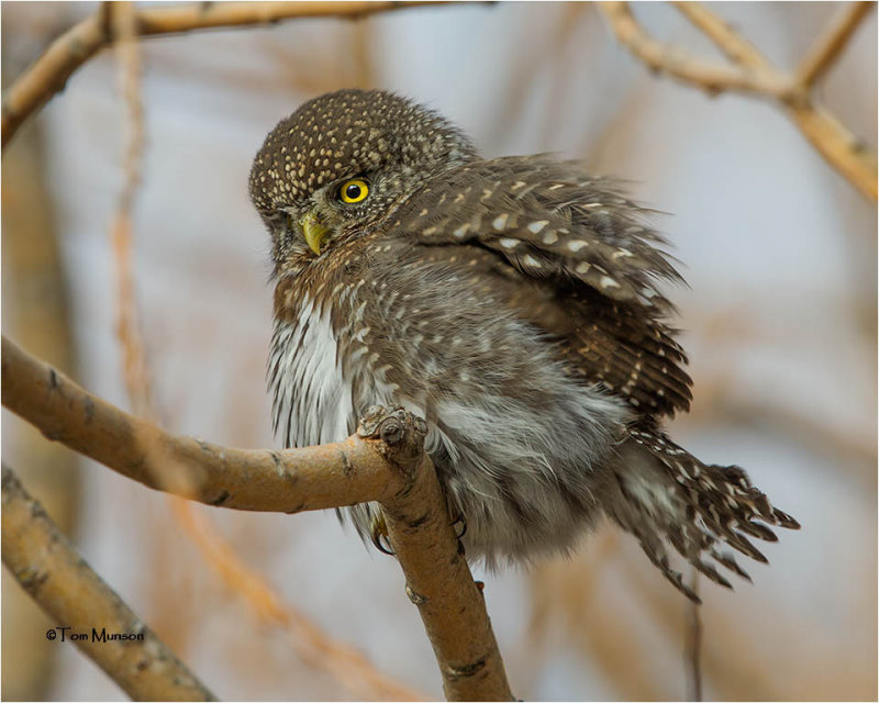 Pygmy Owl