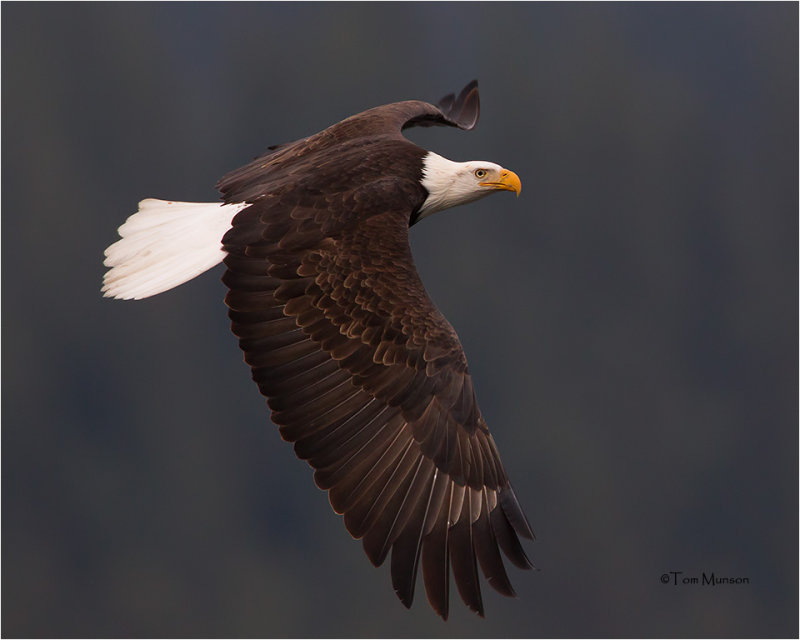  Bald Eagle 