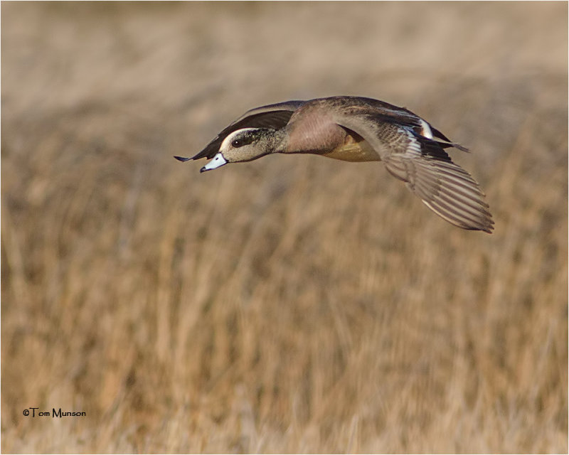 American Wigeon