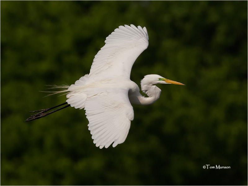 Great Egret