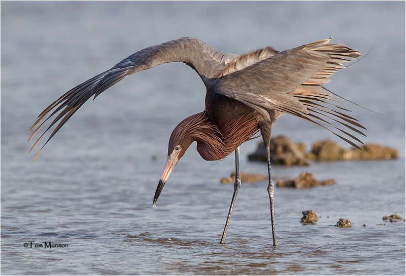 Reddish Egret