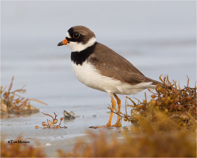  Semipalmated  Plover 