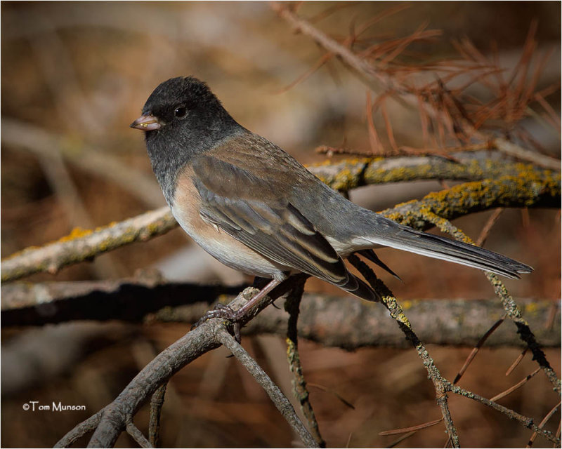  Dark-eyed Junco 