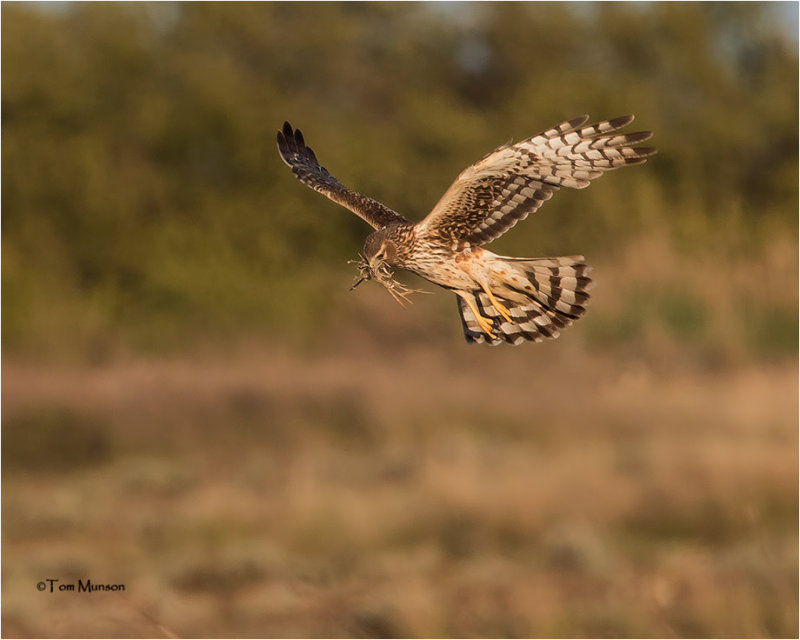 Northern Harrier