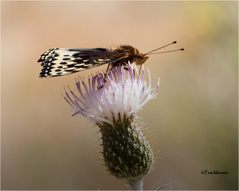  Great Spangled Fritillary 