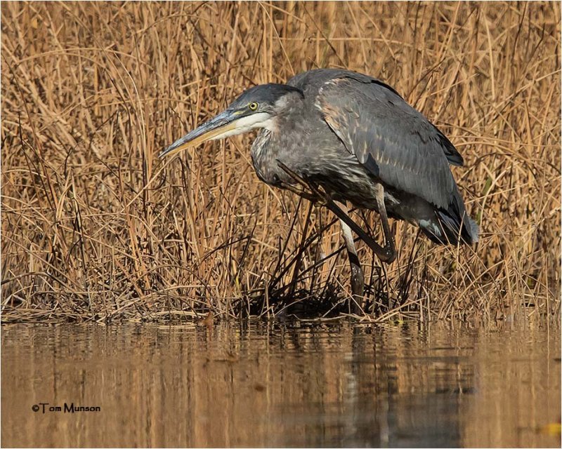  Great Blue Heron 