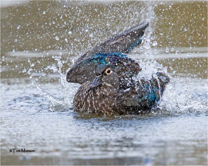 Wood Duck