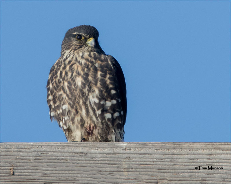  Merlin 