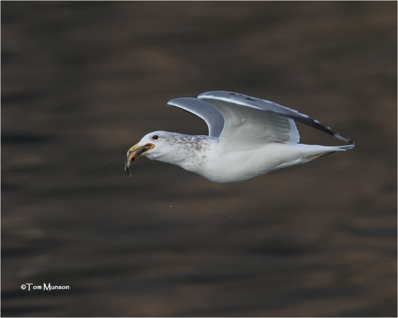  California Gull 