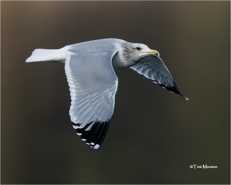  California Gull 