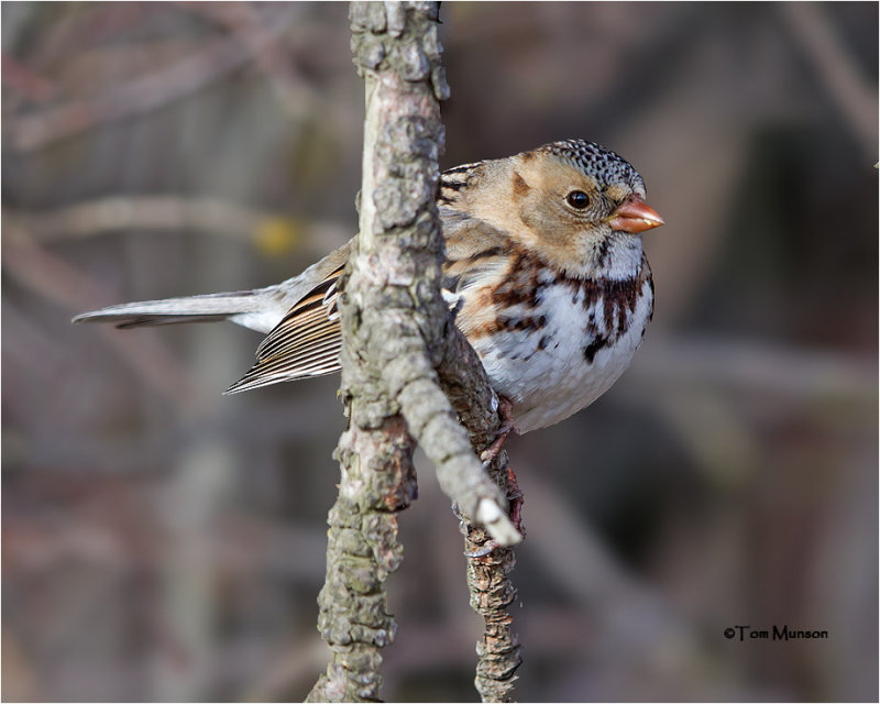 Harriss Sparrow (a rare bird for our area)