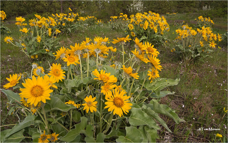 Arrowleaf Balsamroot